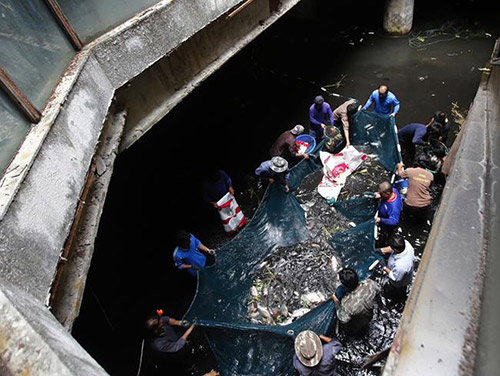 Hàng nghìn con cá chiếm trung tâm thương mại giữa lòng bangkok suốt 10 năm