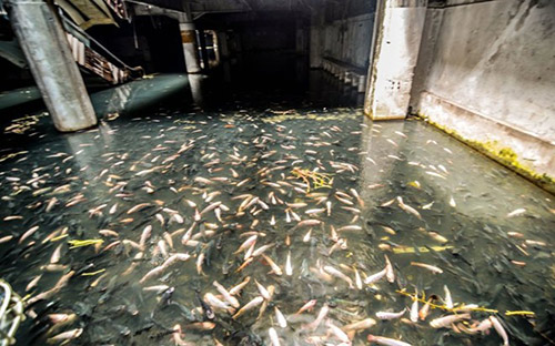Hàng nghìn con cá chiếm trung tâm thương mại giữa lòng bangkok suốt 10 năm