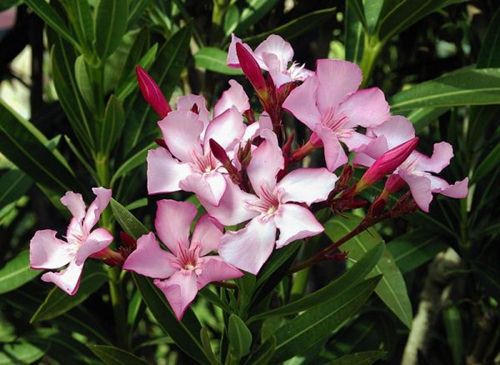 6 loại hoa đẹp xuất sắc nhưng chứa chất kịch độc gây chết người