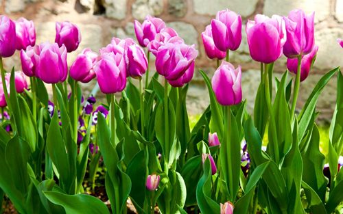 Kỹ thuật trồng hoa tulip trổ bông 100 để kịp trang trí nhà đón tết