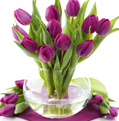 Kỹ thuật trồng hoa tulip trổ bông 100 để kịp trang trí nhà đón tết
