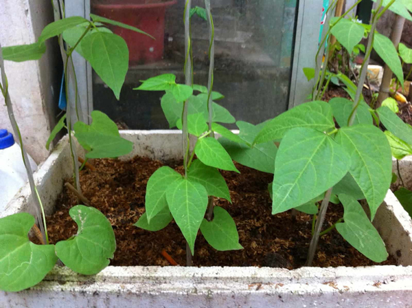 Cách trồng đậu rồng đơn giản trong thùng xốp cho quả sai trĩu - 4