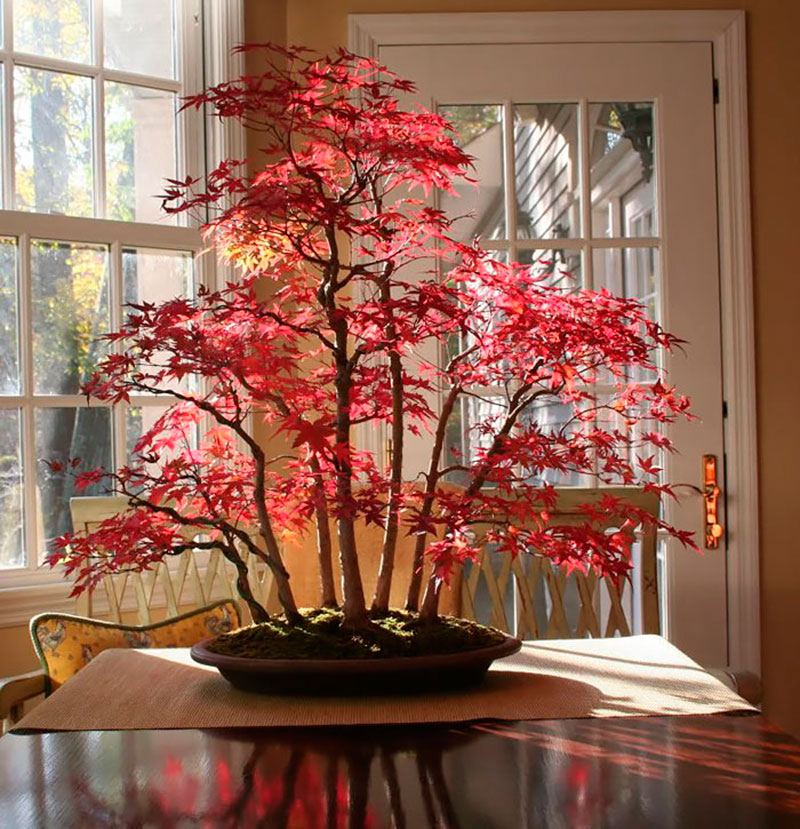 Mãn nhãn những chậu cây cảnh bonsai đẹp nhất thế giới