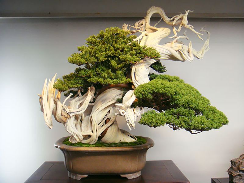 Mãn nhãn những chậu cây cảnh bonsai đẹp nhất thế giới