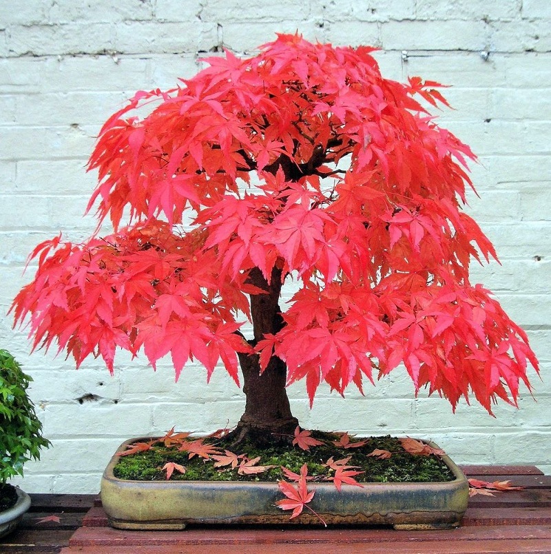 Mãn Nhãn Những Chậu Cây Cảnh Bonsai Đẹp Nhất Thế Giới