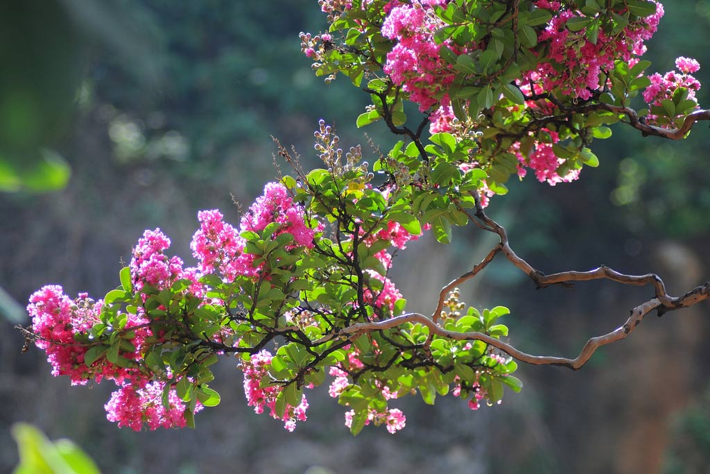 Hoa tường vi | Cách trồng và chăm sóc cây đơn giản, dễ sống