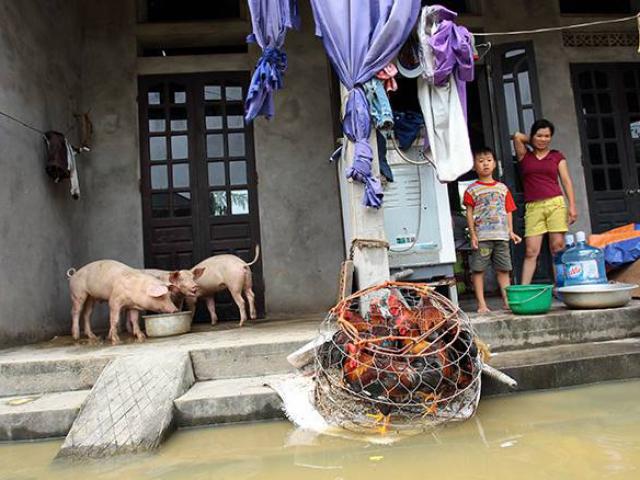 Vỡ đê bao ở Chương Mỹ: Người, lợn phải chung nhà, gà vịt bị cuốn trôi