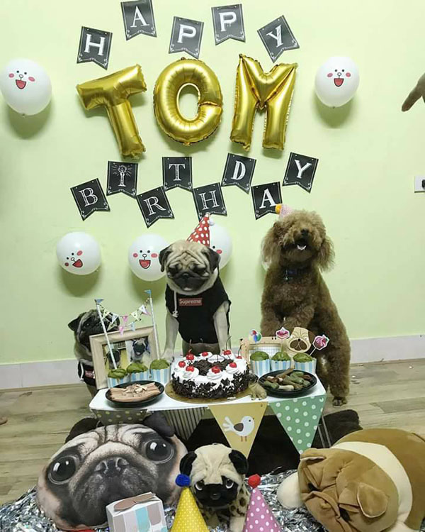 Em cún tên Tom 2 tuổi và tiệc mừng sinh nhật cực hoành tráng còn mời cả  bạn bè tới chơi