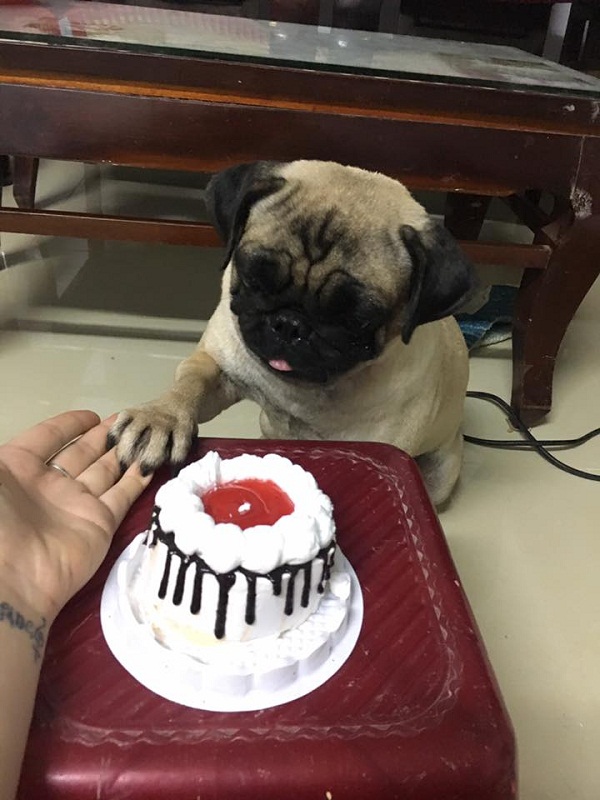 Chia sẻ với hơn 83 về sinh nhật cho chó - coedo.com.vn