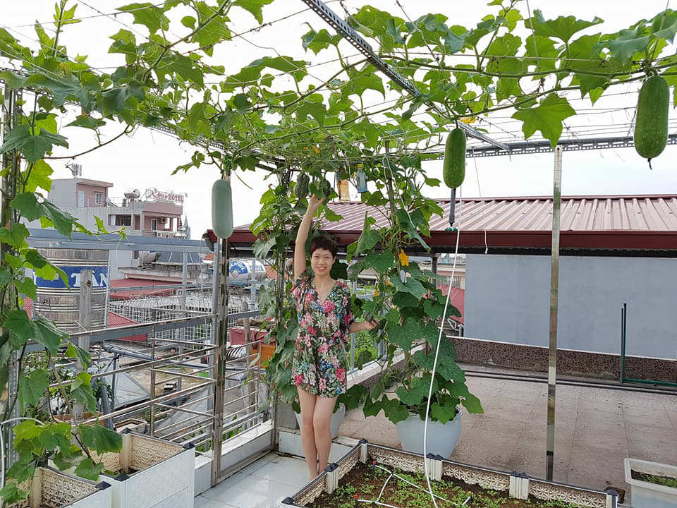Vườn rau trên sân thượng sẽ giúp bạn có được những trái cây và rau sạch mỗi ngày. Với các kỹ thuật nông nghiệp đô thị hiện đại, giờ đây bạn có thể trồng và chăm sóc các loại rau, cây trên sân thượng của mình mà không cần quá nhiều công sức. Năm 2024, bạn sẽ trở thành một nhà vườn thành công trong lòng đô thị.