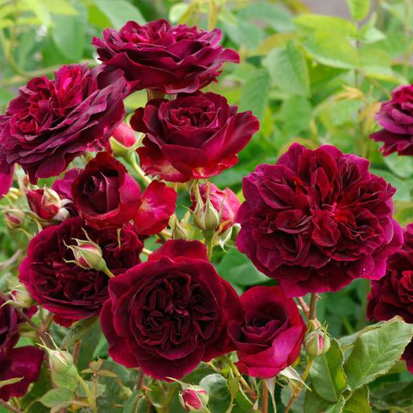 Ngất ngây vườn hồng như tiên cảnh của David Austin - vĩ nhân hoa hồng thế giới - 1