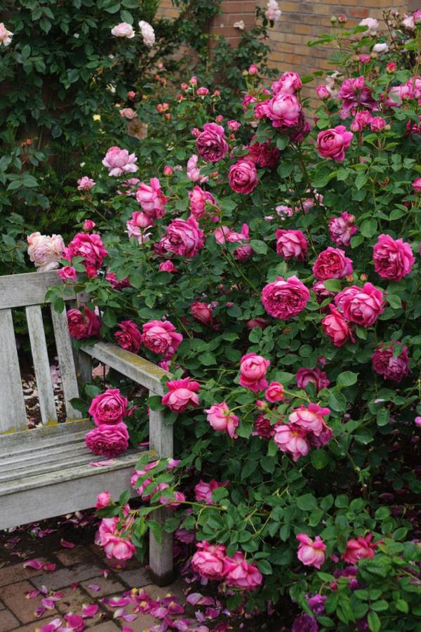 Ngất ngây vườn hồng như tiên cảnh của David Austin - vĩ nhân hoa hồng thế giới - 16