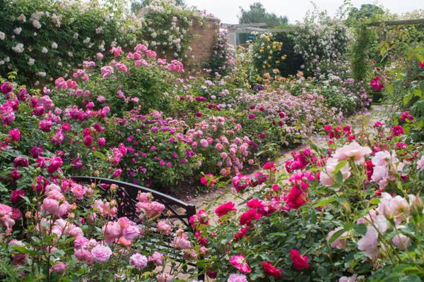 Ngất ngây vườn hồng như tiên cảnh của David Austin - vĩ nhân hoa hồng thế giới - 9