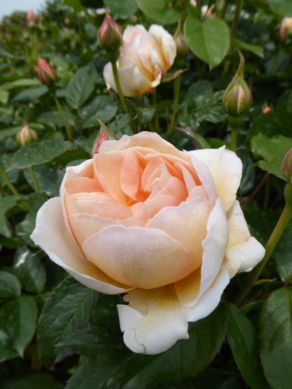 Ngất ngây vườn hồng như tiên cảnh của David Austin - vĩ nhân hoa hồng thế giới - 7