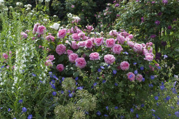 Ngất ngây vườn hồng như tiên cảnh của David Austin - vĩ nhân hoa hồng thế giới - 8