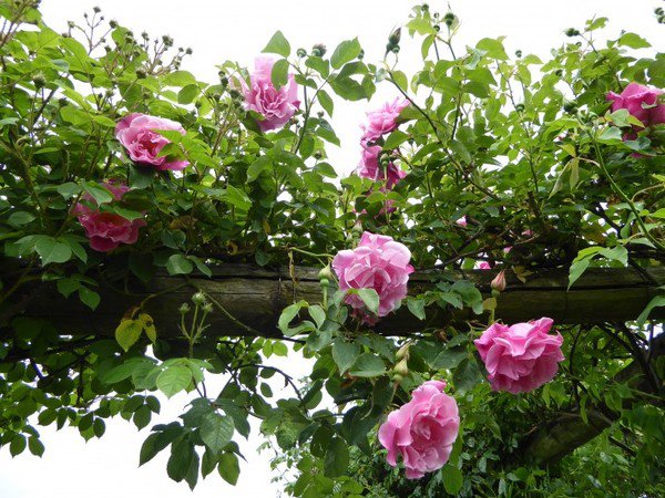 Ngất ngây vườn hồng như tiên cảnh của David Austin - vĩ nhân hoa hồng thế giới - 13