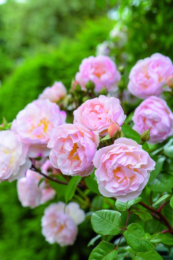 Ngất ngây vườn hồng như tiên cảnh của David Austin - vĩ nhân hoa hồng thế giới - 15