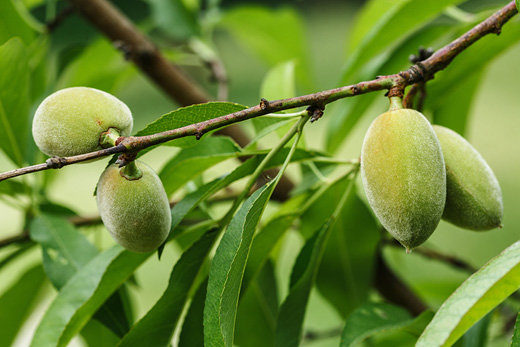 Quiz: Hạt ăn thường xuyên, nhưng bạn có biết khi ở trên cây chúng trông ra  sao không?