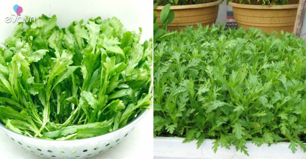 Cách trồng rau cải cúc trong thùng xốp vô cùng đơn giản