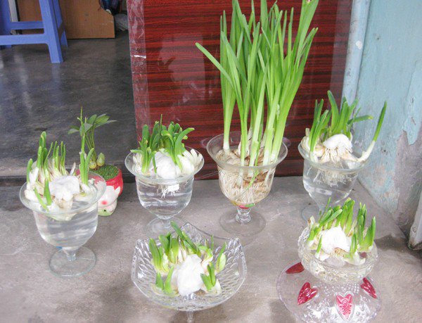 Cây thủy tiên - Cách trồng để có bình hoa đẹp tha hồ chơi Tểt