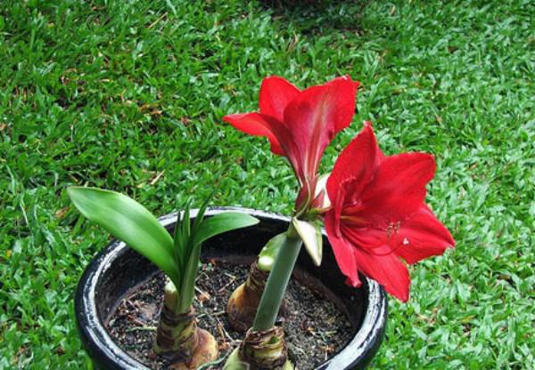 Hoa Huệ Đỏ Trổ Bông Đúng Dịp Tết Nhờ Cách Phơi Củ Đơn Giản