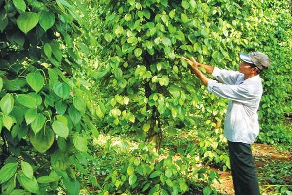 Kết quả hình ảnh cho vườn tiêu phú quốc